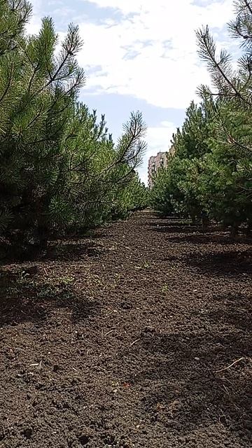 Когда день рождения