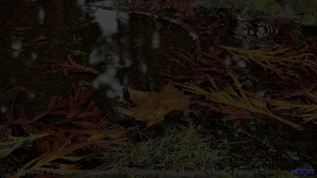 Путешествие, музыка и вы - что может быть лучше - Bout De Toi -- Anemone -- Live at WFMU for Sophist
