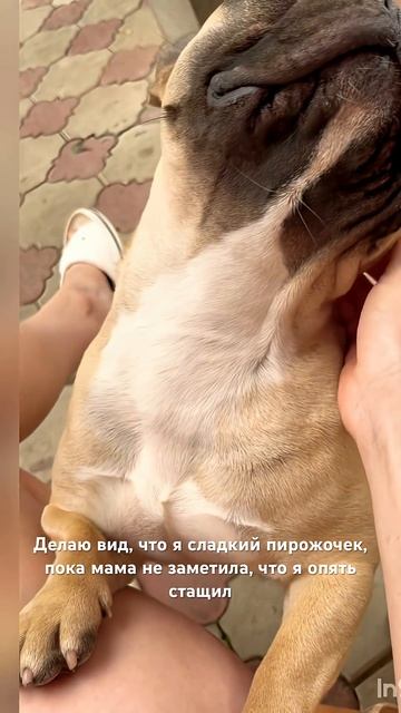 Сюрприз для мамы.   #французскийбульдог #француз #frenchie #frenchies