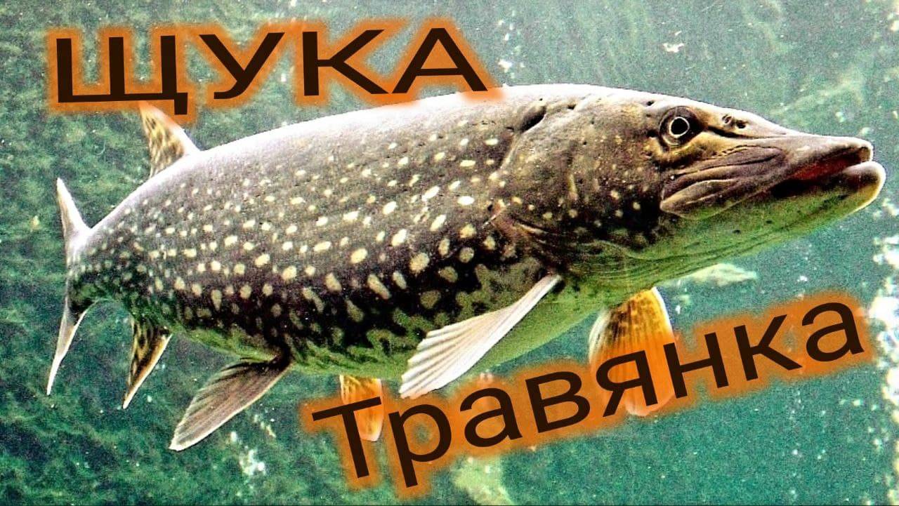 Ладожская рыбалка в сильный ветер, щука, окунь  Ladoga fishing in a strong wind, pike, perch