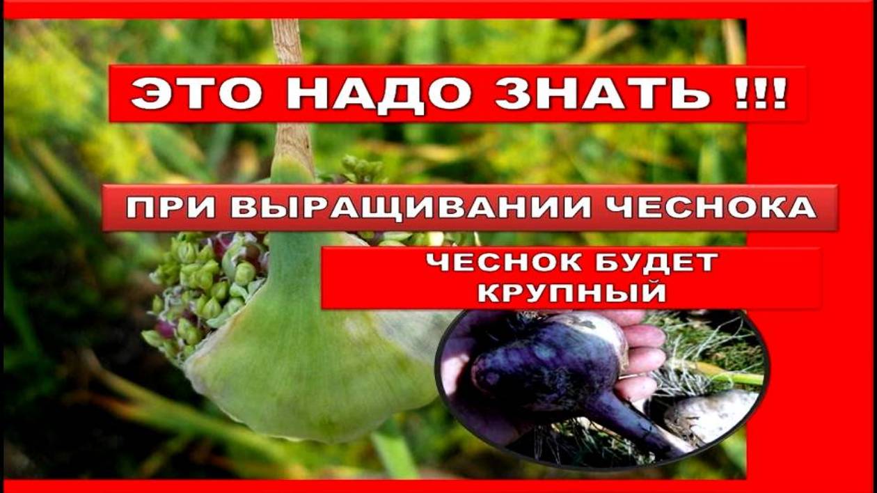 Чтобы головка чеснока была крупной я делаю так ! Что надо знать при Выращивание ЧЕСНОКА.