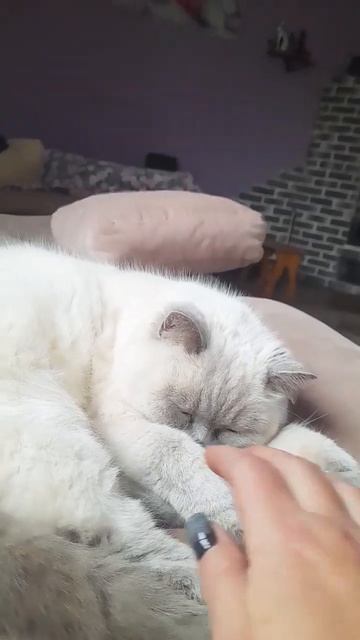 Красотка)