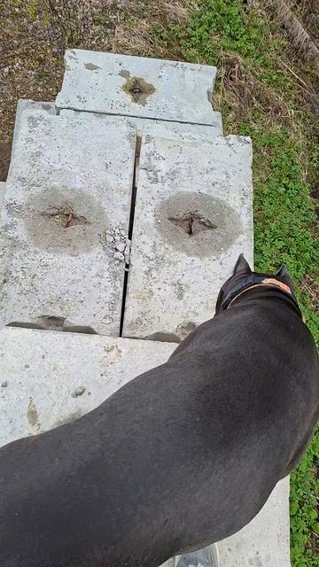 И за городом можно найти спортивные снаряды. 🐾🦴🌭🐶😍