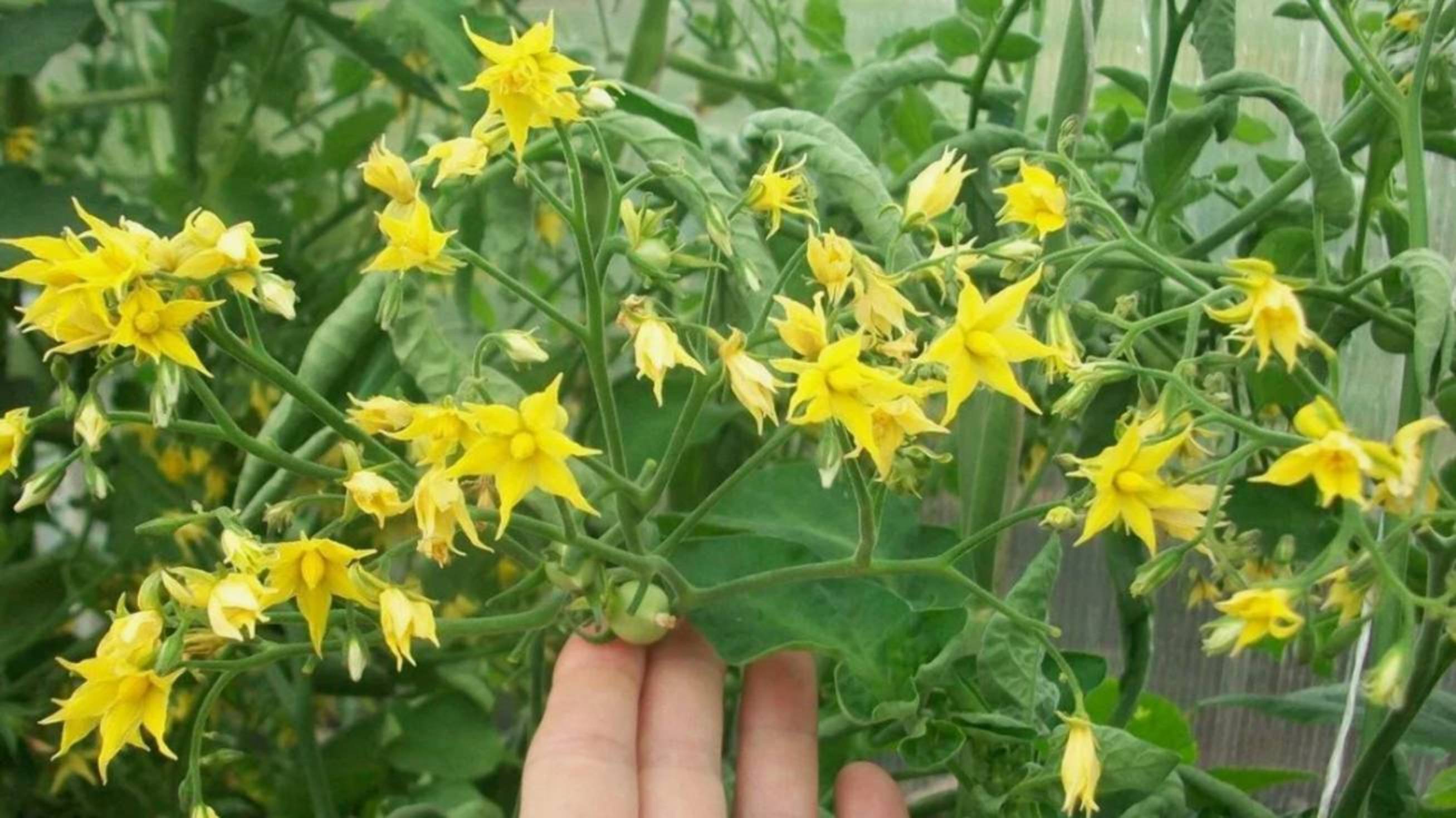 🍅 ПОДКОРМКА ТОМАТОВ ВО ВРЕМЯ ЦВЕТЕНИЯ: Секрет 90% завязываемости плодов