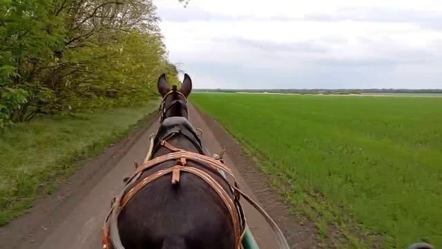 еду бегом полями
