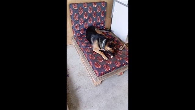 Собака. Кот. Том и Фокс