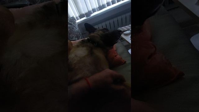 Я ХОРОШИЙ ПЕСИК )