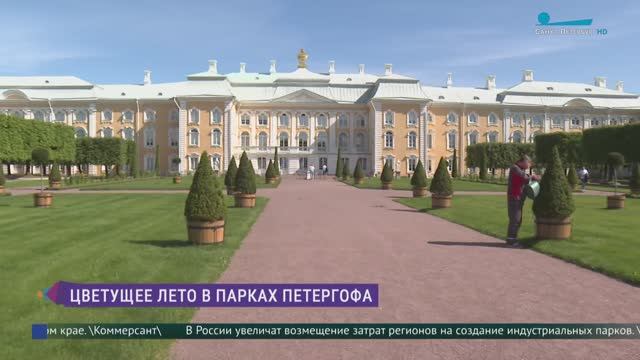 Цветущее лето в парках Петергофа
