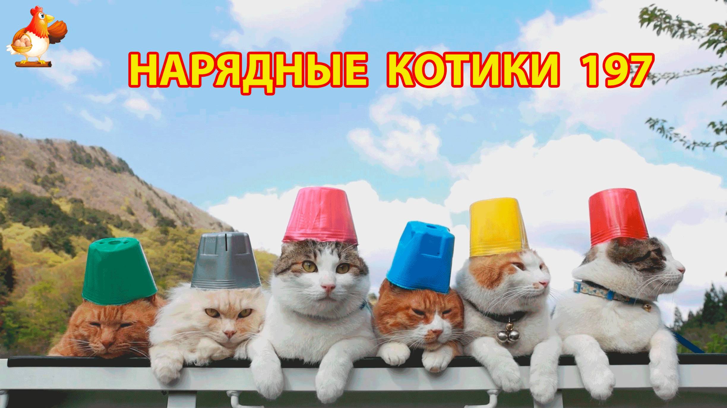 Нарядные Котики расслабляются на солнышке 🌞 🐈🐈🐈 (197)