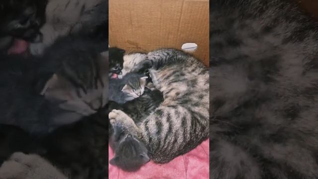 У нашей Искорки КОТЯТА! Кому котёнка?