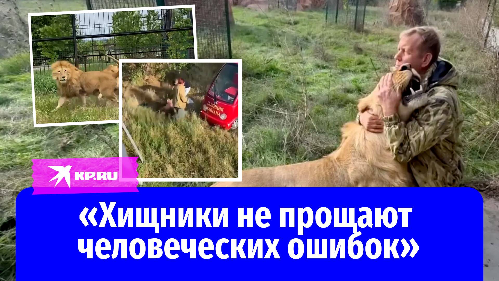В парке «Тайган» на директора напали львы, которых он отказался усыплять после убийства сотрудницы