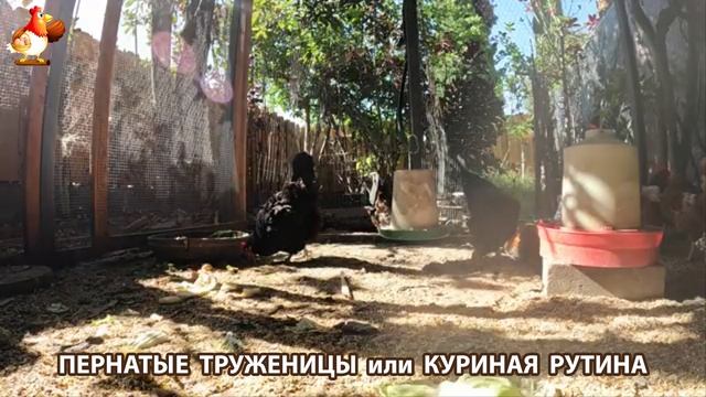 Куры несушки свободного выгула и их обычная куриная рутина – эпизод (479)