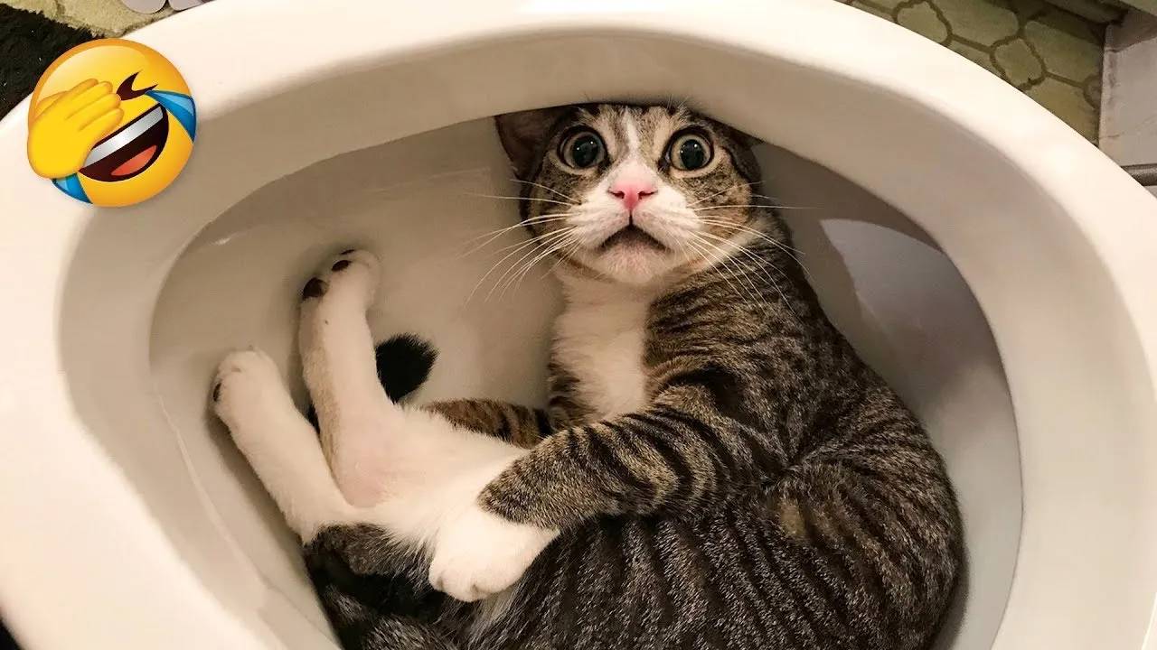 Самые смешные животные 😂 Приколы с котами и собаками 2025 😺🐶 Часть 17
