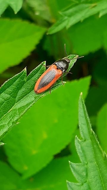 Щелкун кроваво-пятнистый (Ampedus sanguinolentus)