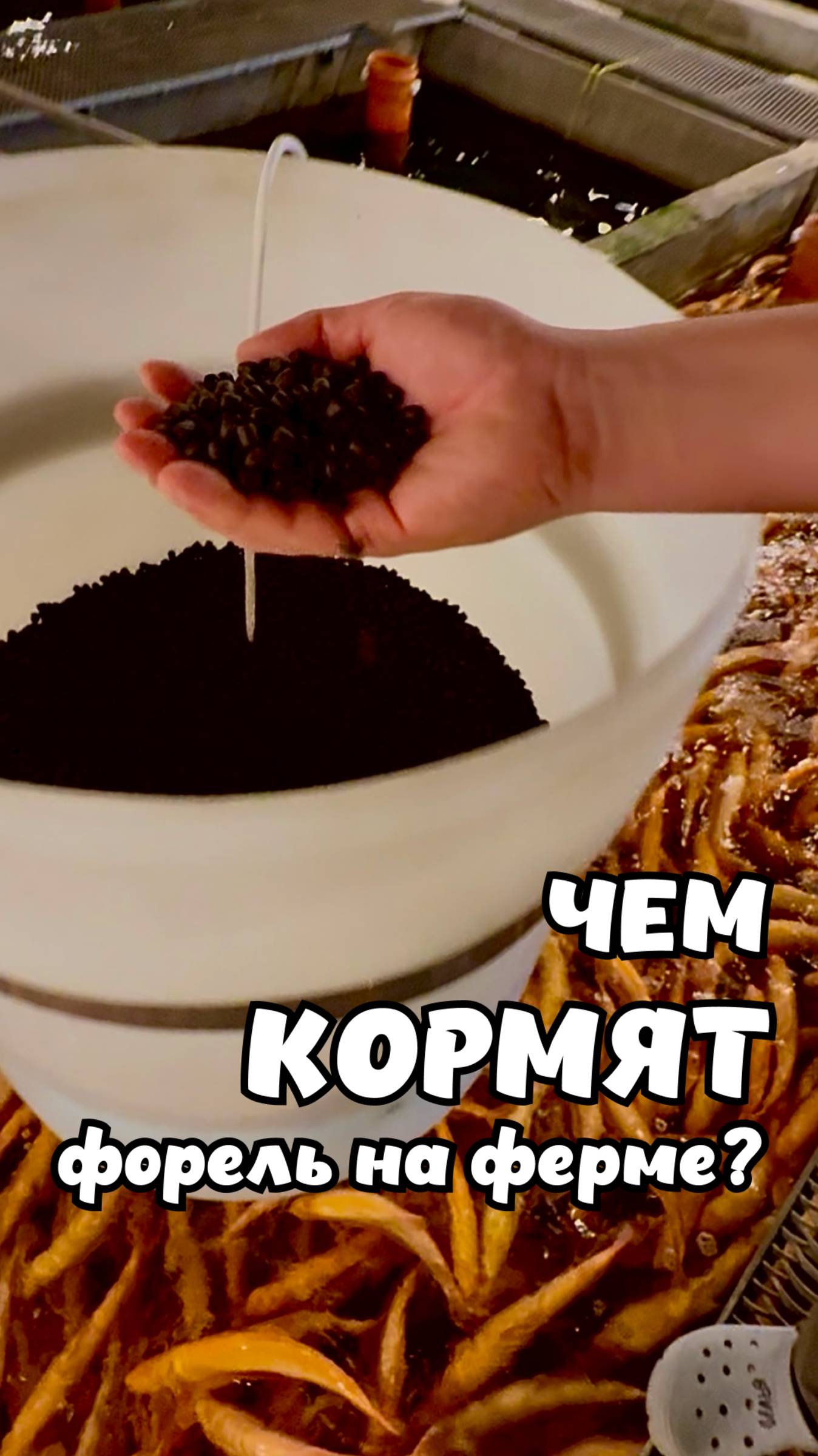 Чем кормят форель в Янтарном ручье?  А что на счет ГМО?