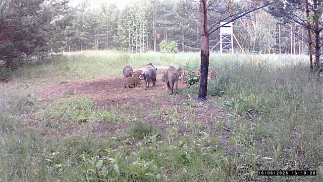 Фотоловушка. Аккумулятор сел.