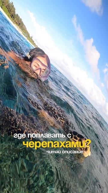 Топ 10 мест для дайвинга или снорклинга с морскими черепахами