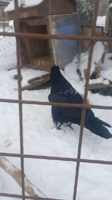 Говорящий ворон
