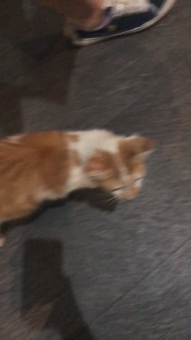 Киска 😿