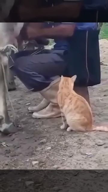 Эй, мужик, струю направь😜