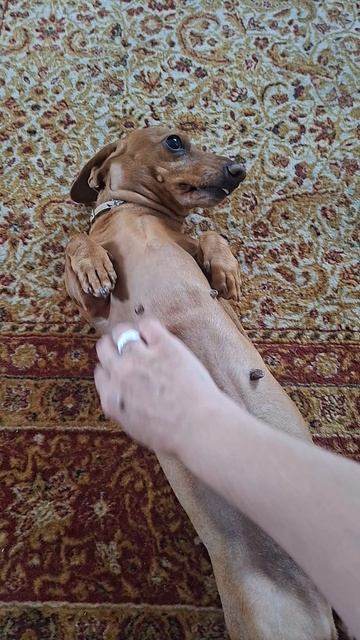 Не проходите мимо!🐾🦴🌭🐶😍