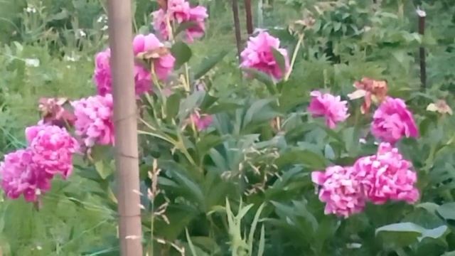 Розы и пение птиц