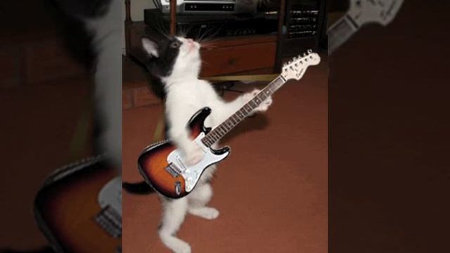 котик научился играть на гитаре