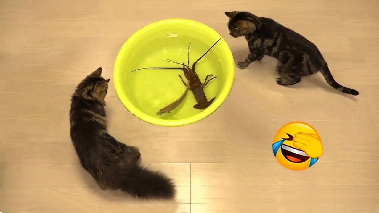 Самые смешные животные 😂 Приколы с котами и собаками 2025 😺🐶 Часть 27