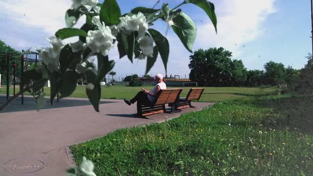 Ветка крупного жасмина ...  Музыкальная шкатулка