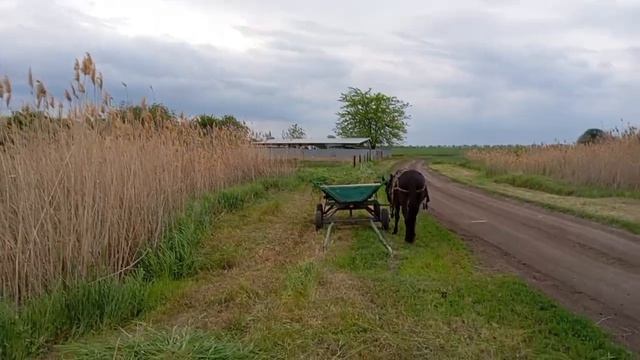 косим траву с Зайчиком
