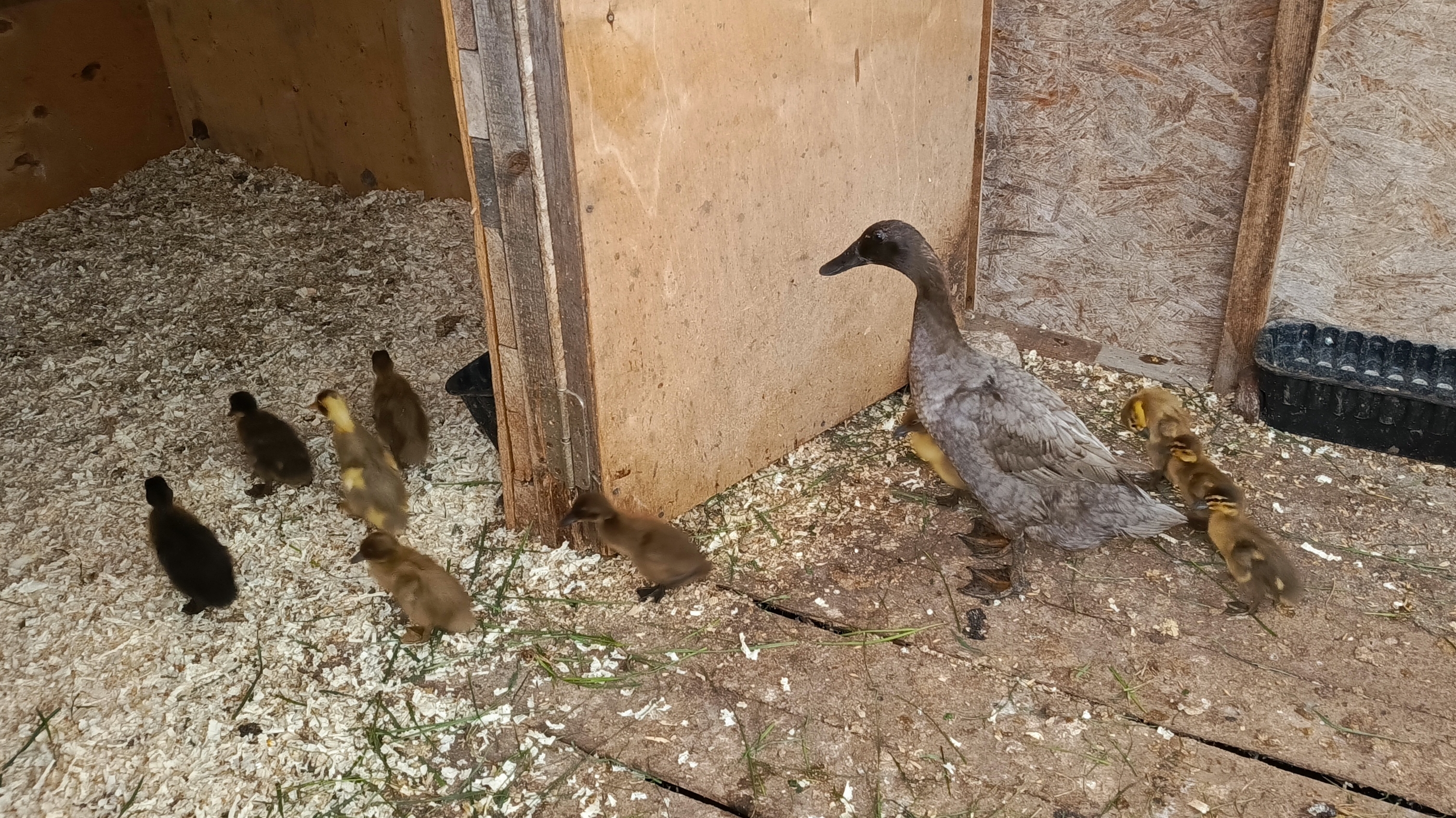 Первая партия клубники заморожена 🍓 Моя птичка🐓🪿🦆🐔🐣. Переезд малышей-бегунков в дом побольше.