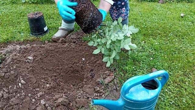 23 июня. Мой дачный рай.Посадила розу.