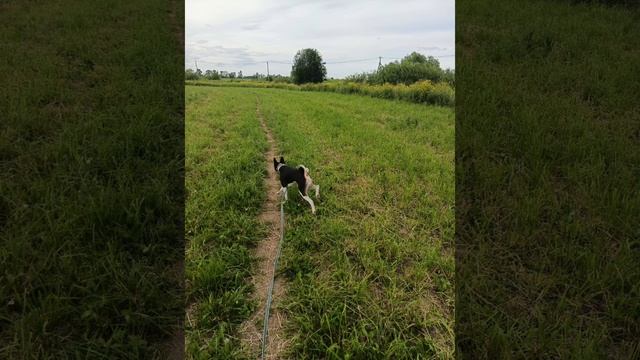 Басенджи Санечка в полях
