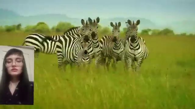 Зачем зебре полоски?