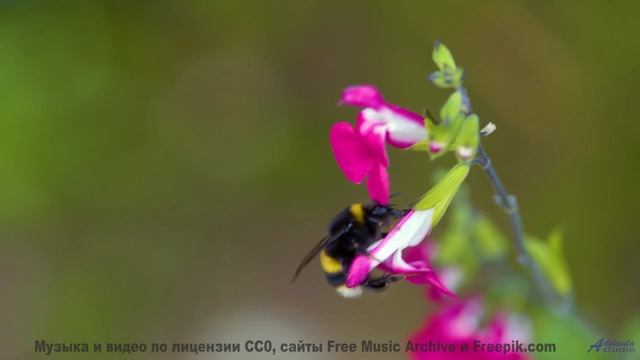 Лес превращается в сказку, стоит лишь включить звук - Stick and Rudder -- Evan Schaeffer -- Aftertho