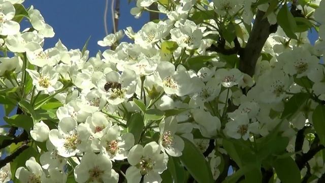 Фон груша в ццвету