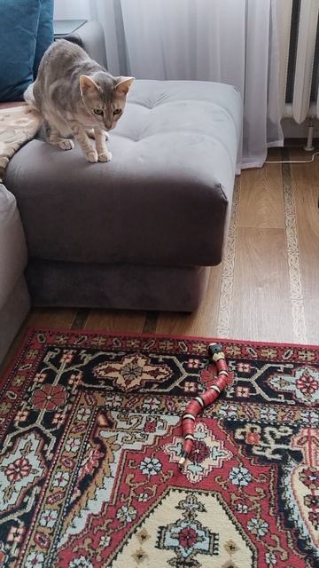 кошка#Саванна