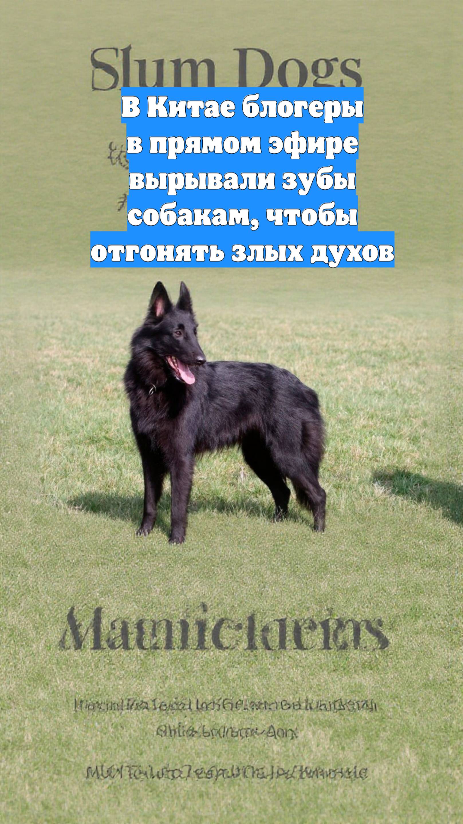 В Китае блогеры в прямом эфире вырывали зубы собакам, чтобы отгонять злых духов