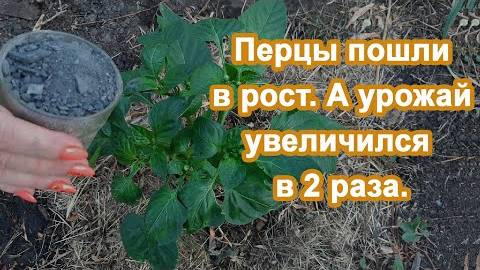 1 ст. л. — и перцы вмиг пойдут в рост! Рабочая подкормка для сладкого перца без химии