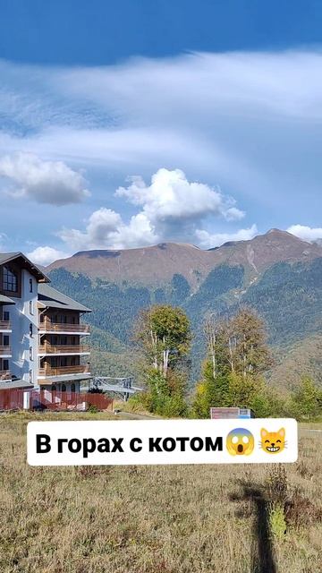 В горах с котом 😱
