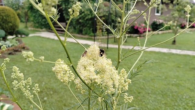 Василистник Флавум (Thalíctrum flávum) в нашем саду 2025