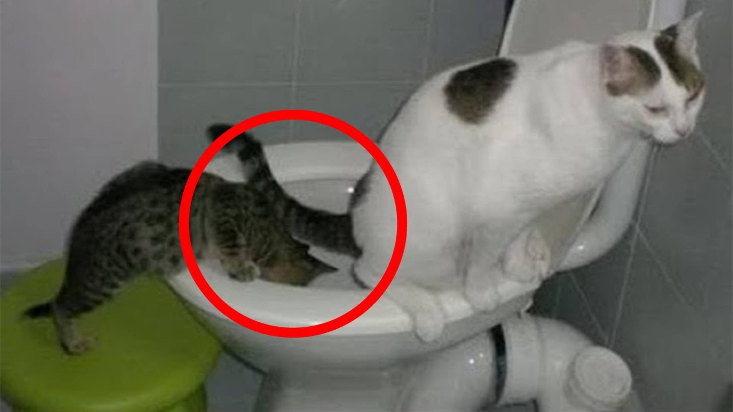 Приколы с котами! Смешные коты - Самые смешные животные С ОЗВУЧКОЙ! Ржака!!