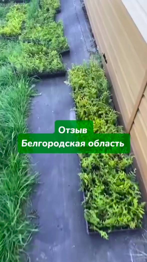 Туи Смарагд, Брабант, Зебрина, Столвик - Отзыв Белгородская обл