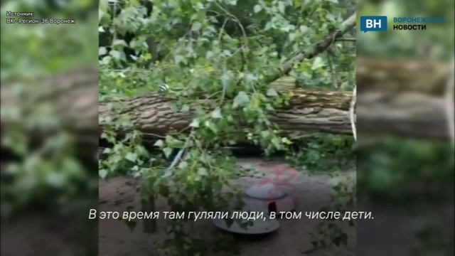 Огромное дерево упало на площадку с людьми в Центральном парке Воронежа