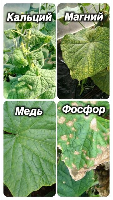 Нехватка элементов питания у огурцов🥒