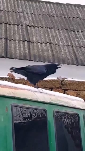 Ворона научилась лаять 🐦⬛❤️🥰🐶
