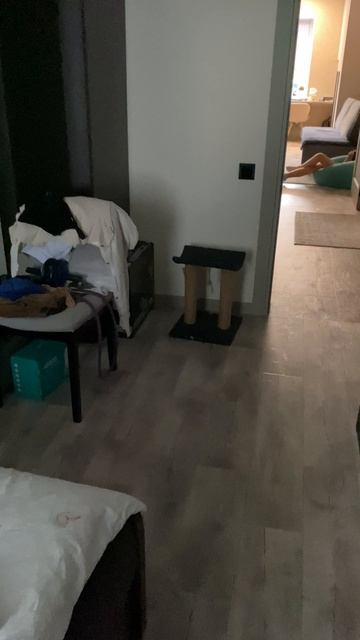 Кот охотник
