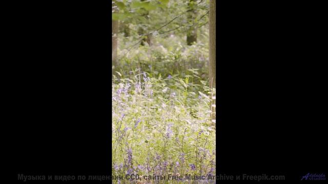 Леса оживают вместе с каждым новым ритмом - Since Seventeen -- Derek Clegg -- The Best Of Number 3