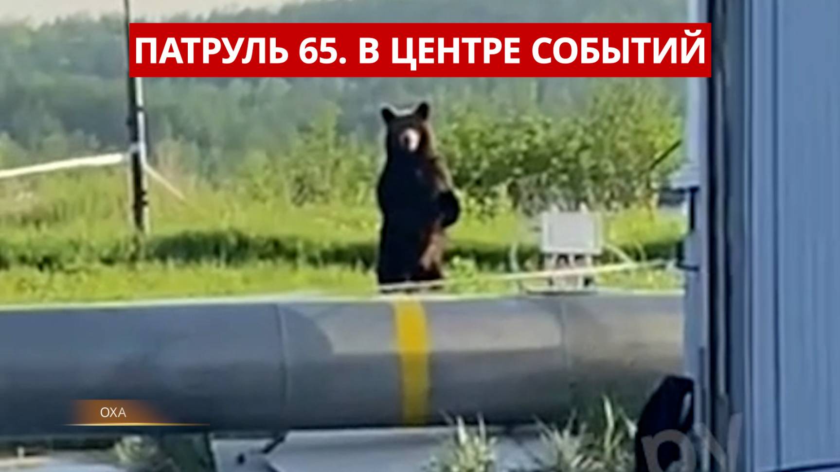 ПАТРУЛЬ 65: Наркоман в озере, клептоманка на детской площадке и медведь на ТЭЦ. Сахалин 23.06.25