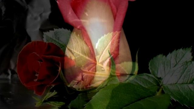 ☜♡☞ Romantic Collection - Beautiful Rose (720p) (via Skyload)